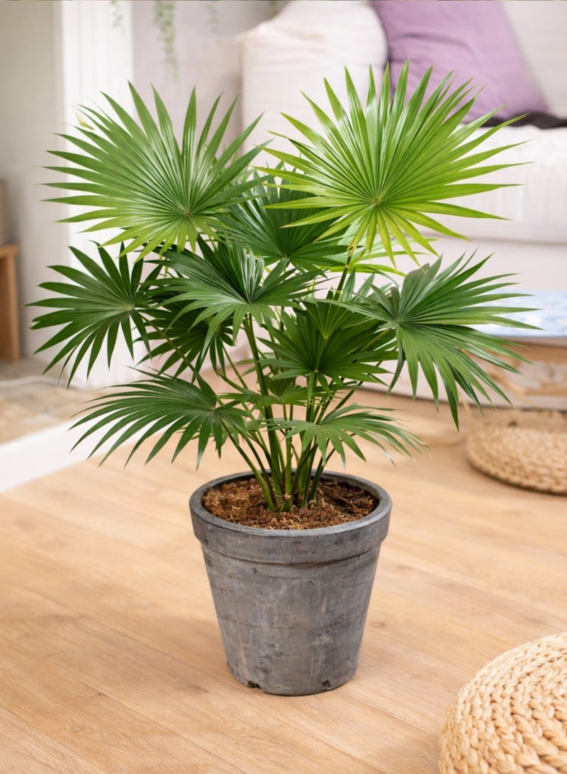 بلانت نبات نخيل ليفيستونا داخلي | نخيل ليفيستونا تشينينسيس المروحي الحي | نخلة خضراء مزخرفة | نبات ديكور منزلي ومكتبي سهل العناية - Image 4